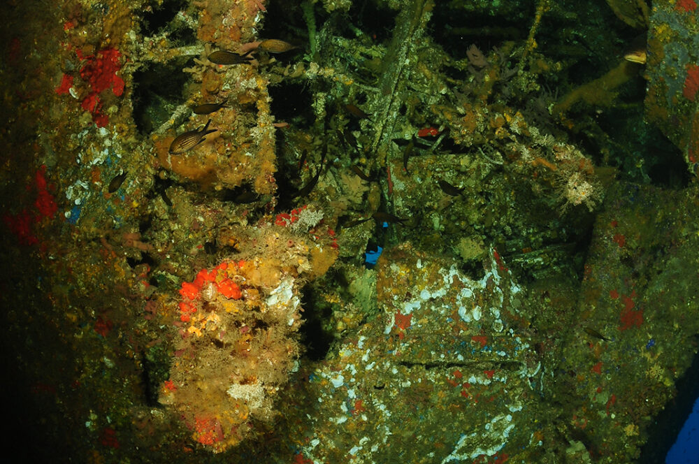 svalan3